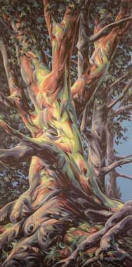 Arbutus in Ruckle Park (Saltspring Island) 