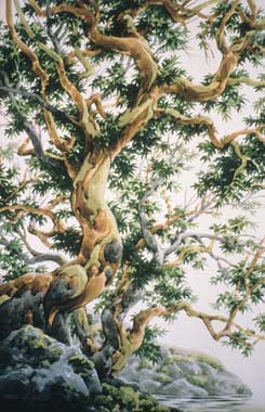 Arbutus On Pender Island